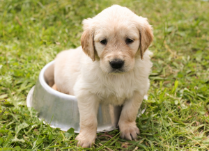 picture of a cute Labrador puppy sat in a food bowl on grass. 